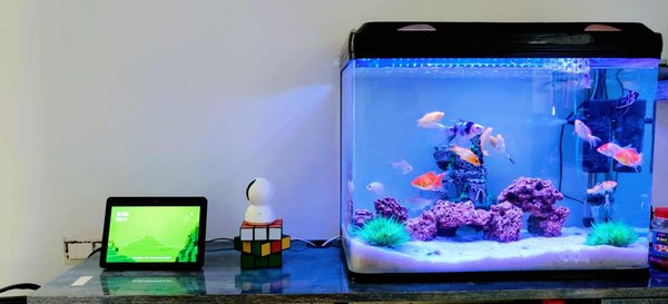 The benefits of having an aquarium in your home
